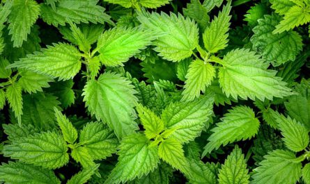 Brennnesseln sind ein wahres Superfood